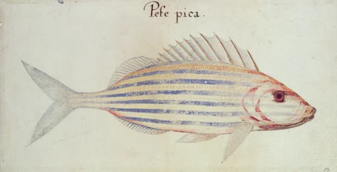 Blue Striped Grunt Fish